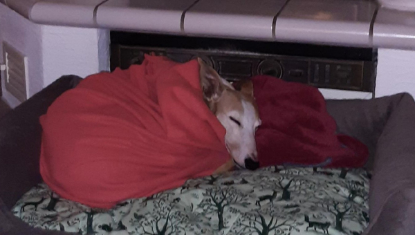 Galgo Hündin Milana